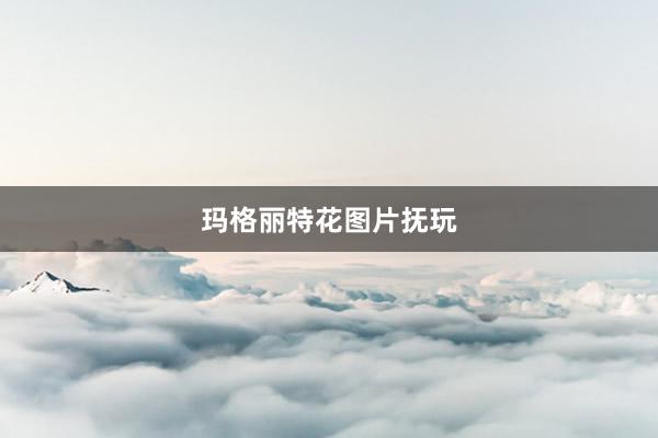 玛格丽特花图片抚玩